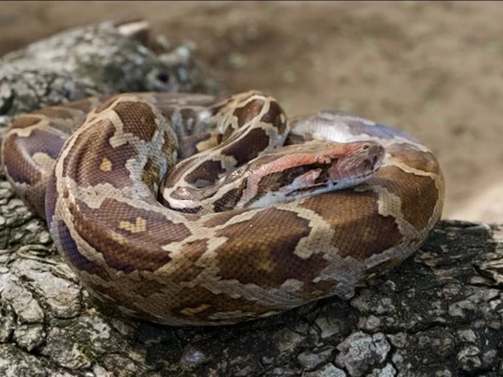 Indian rock python photo 3