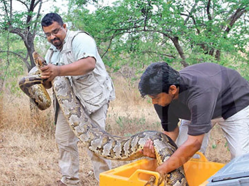 Indian rock python photo 4