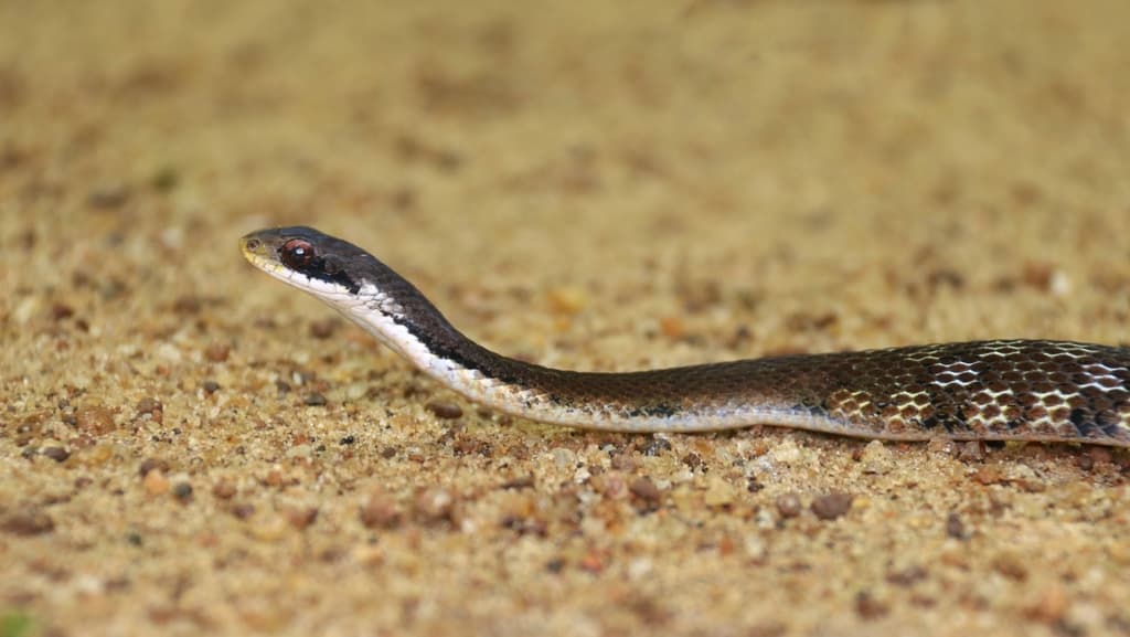 Sri Lanka blossom krait photo 3
