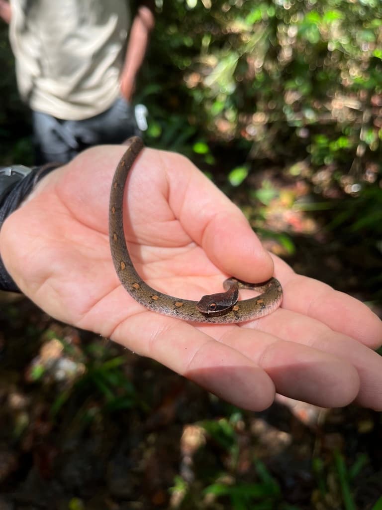 Sri Lanka blossom krait photo 4