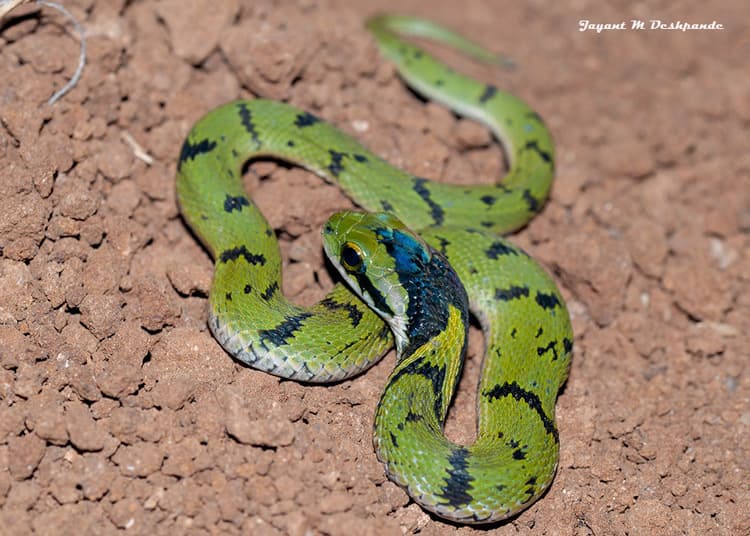 Green keelback photo 2