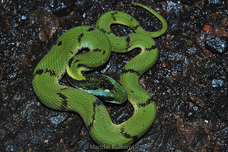 Green keelback photo 3