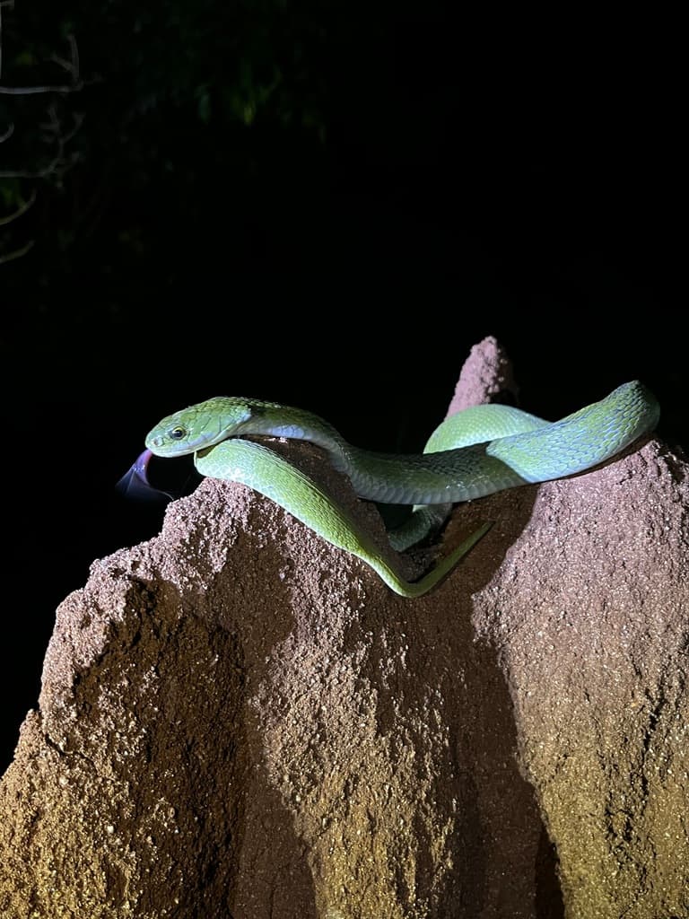 Green keelback photo 4