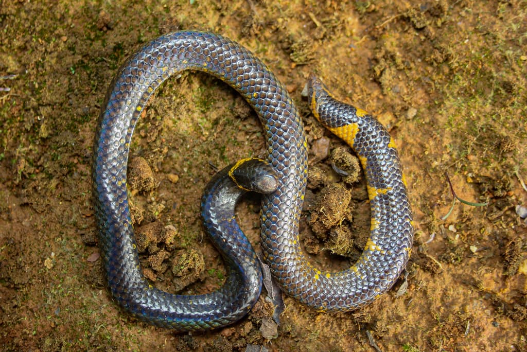 Blyth's shieldtail photo 2