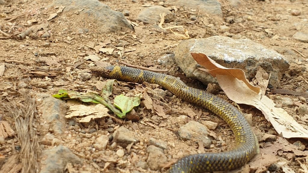 Blyth's shieldtail photo 3