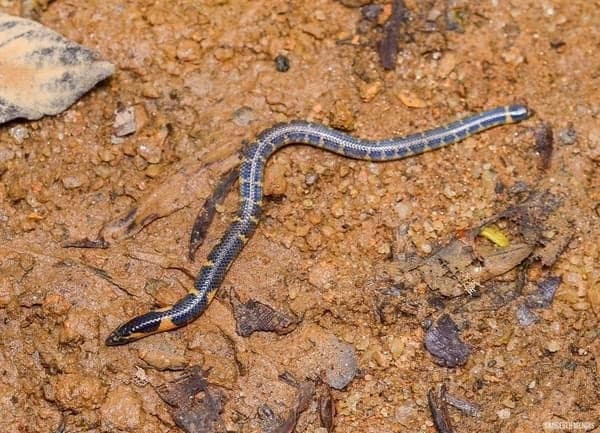 Blyth's shieldtail photo 4