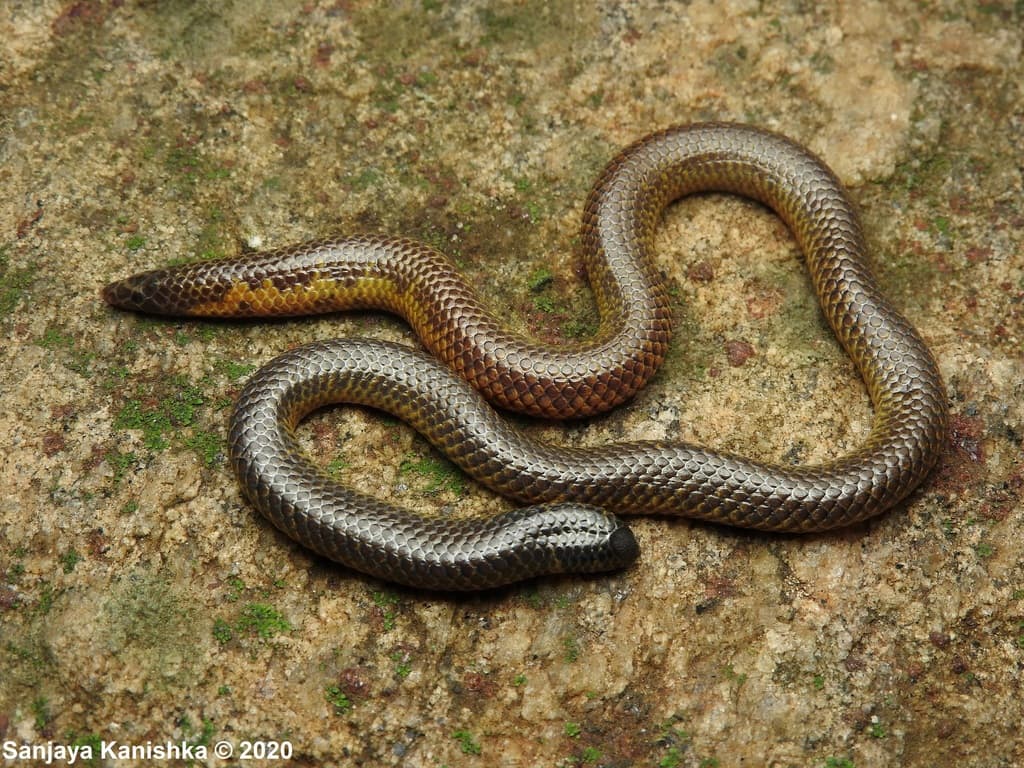 Drummond-Hay's shieldtail photo 2