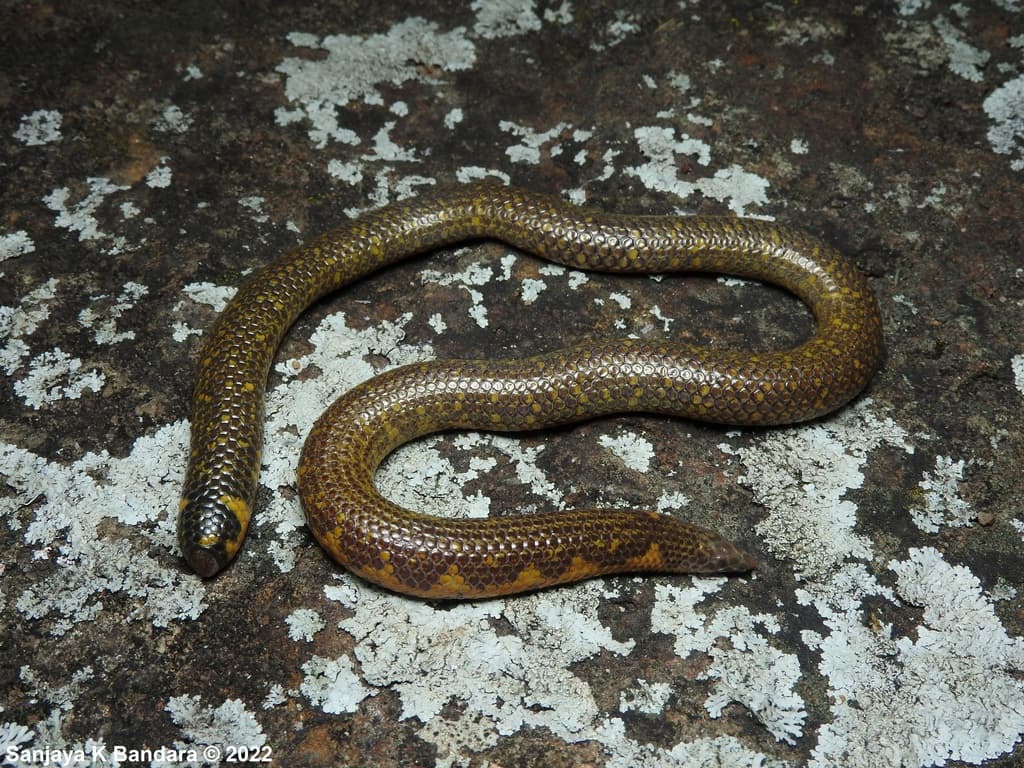 Drummond-Hay's shieldtail photo 3