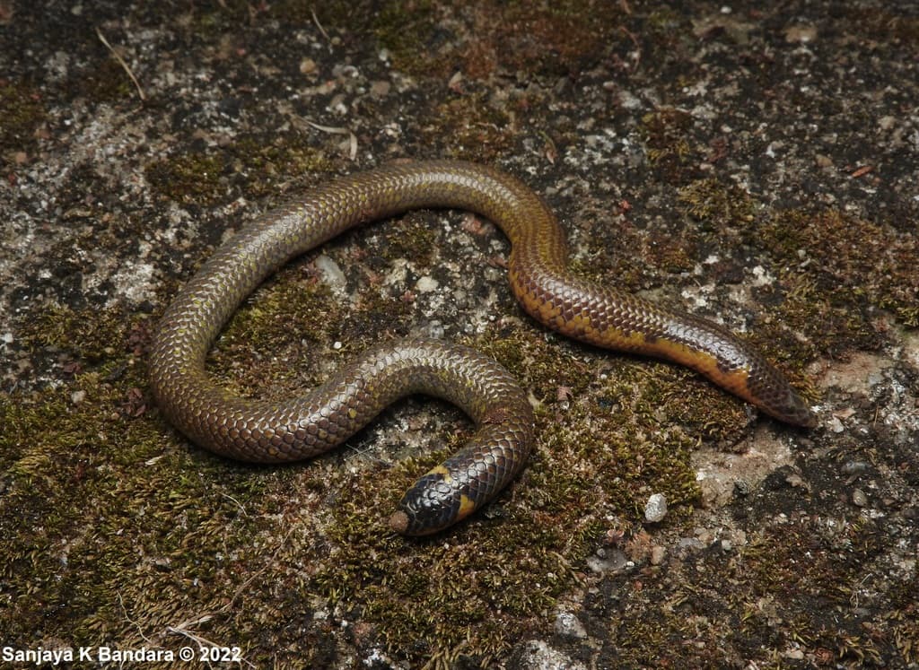 Drummond-Hay's shieldtail photo 4