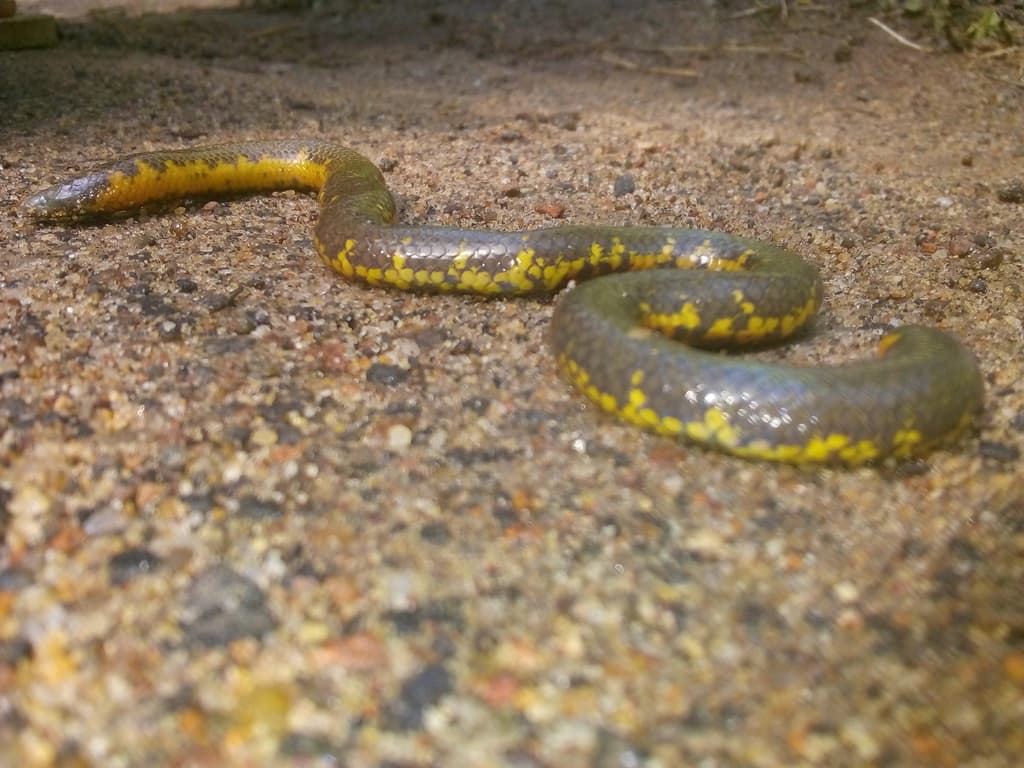 Eranga Viraj's shieldtail photo 2