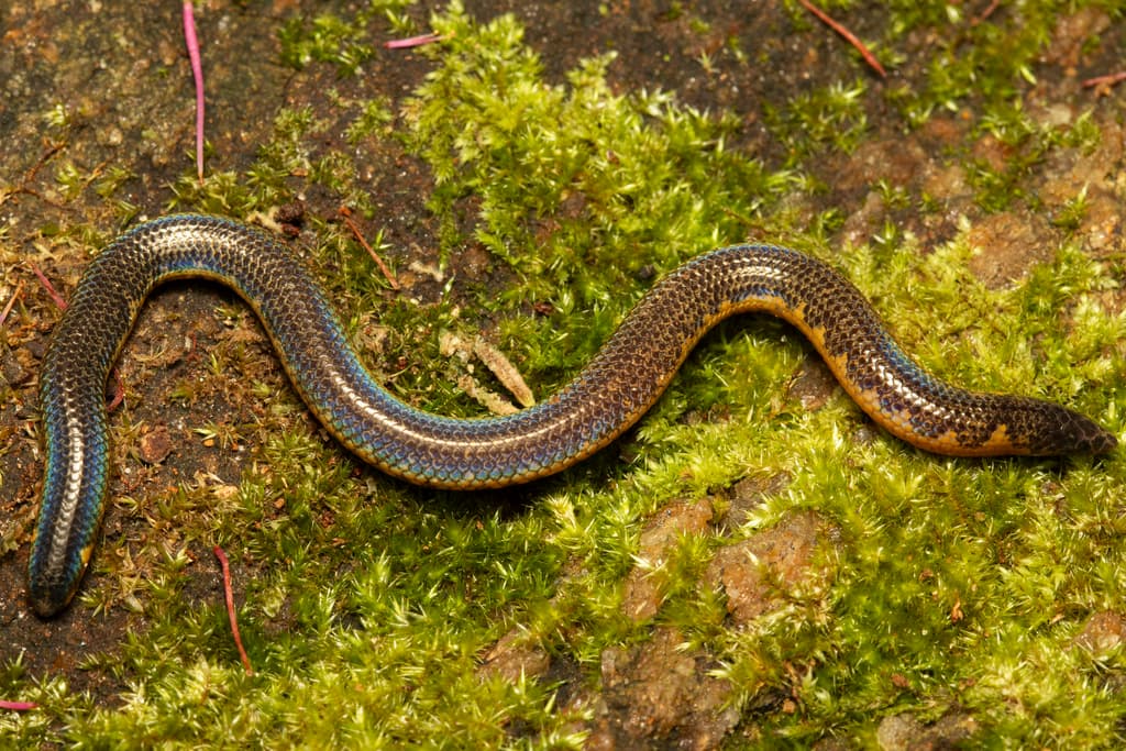 Eranga Viraj's shieldtail photo 3