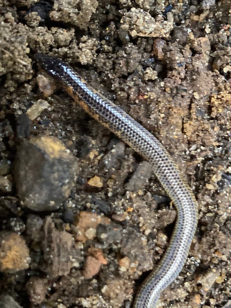 Eranga Viraj's shieldtail photo 4