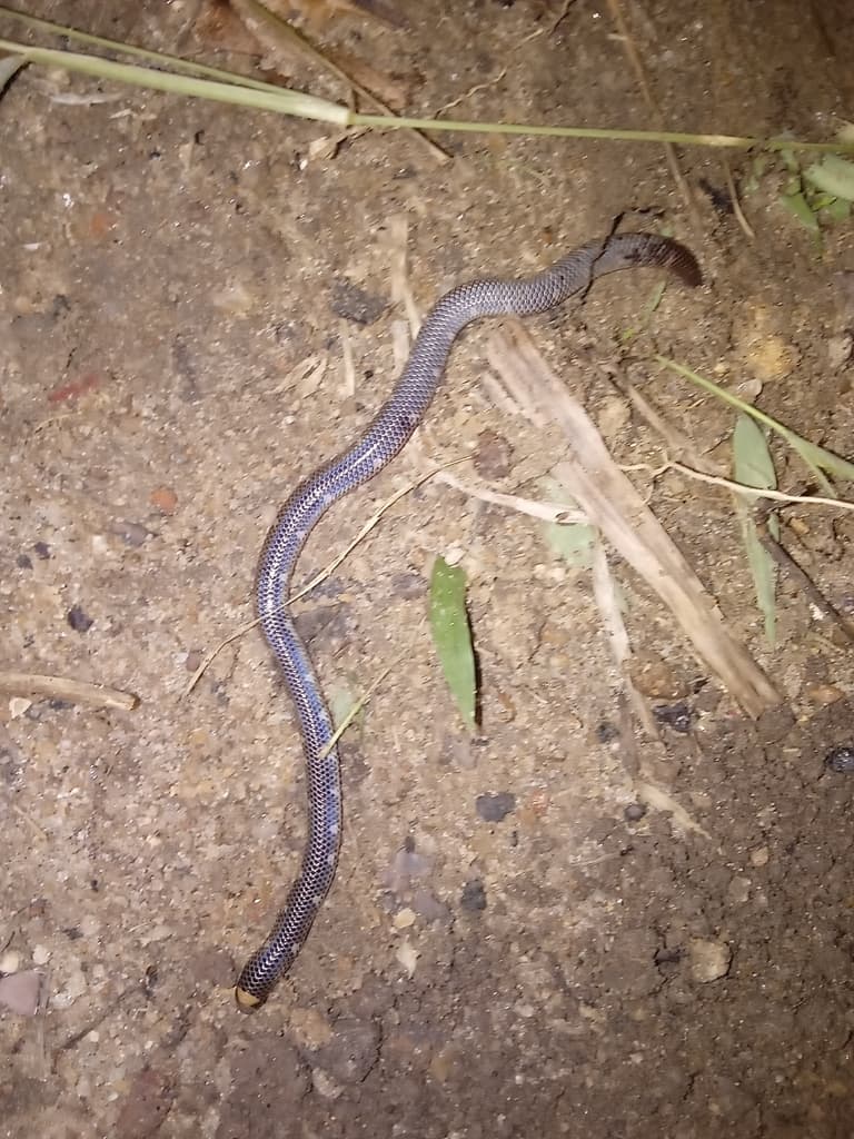 Hemprich's shieldtail photo 2