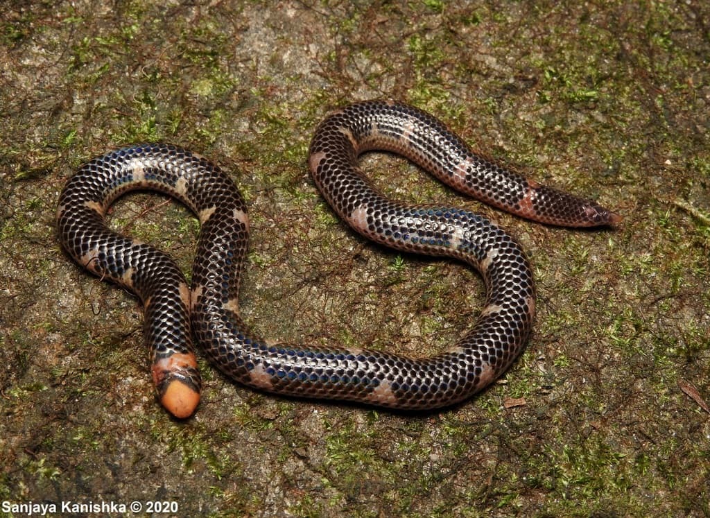 Hemprich's shieldtail photo 3