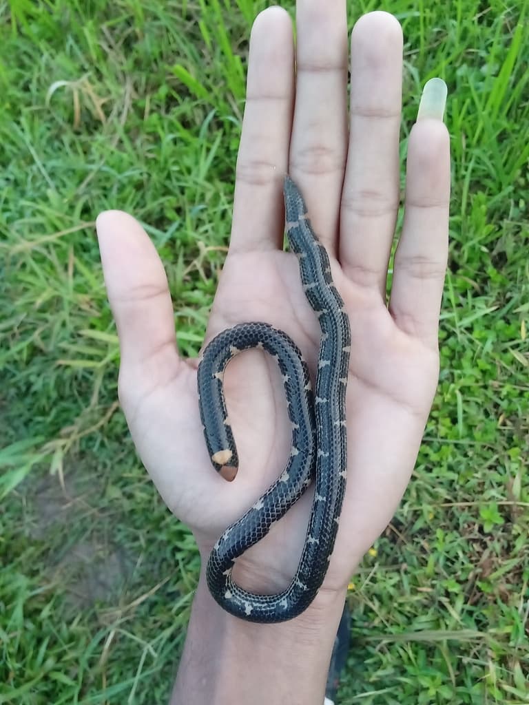 Hemprich's shieldtail photo 4