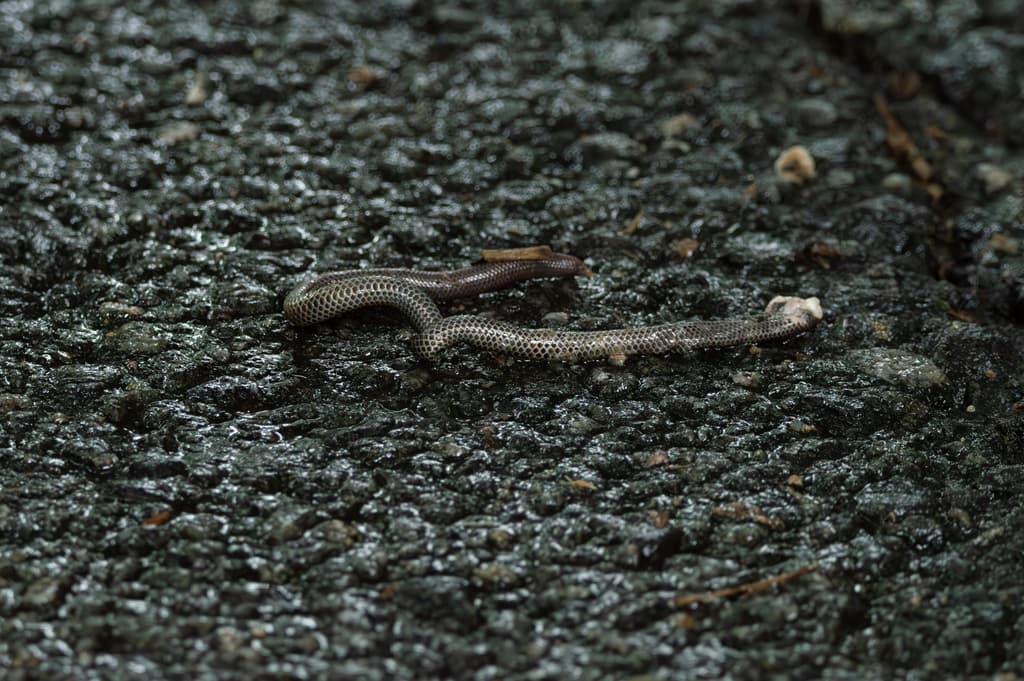 Schneider's shieldtail photo 2