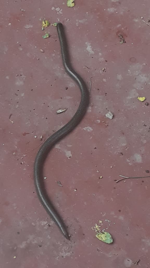 Schneider's shieldtail photo 3