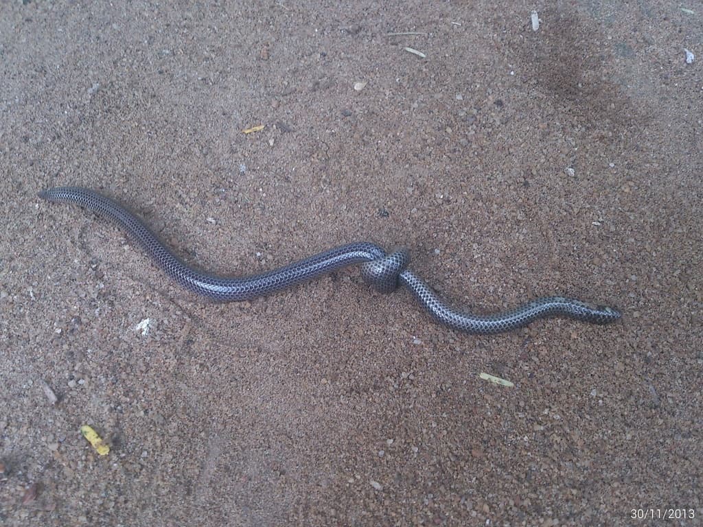 Schneider's shieldtail photo 4