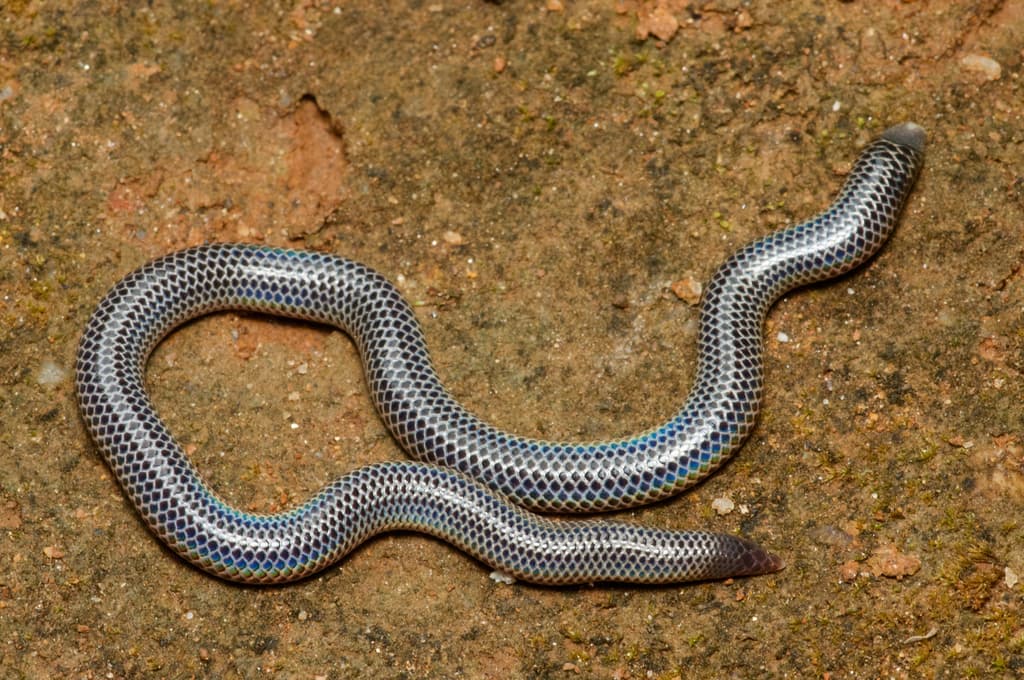 Cuvier's shieldtail photo 2