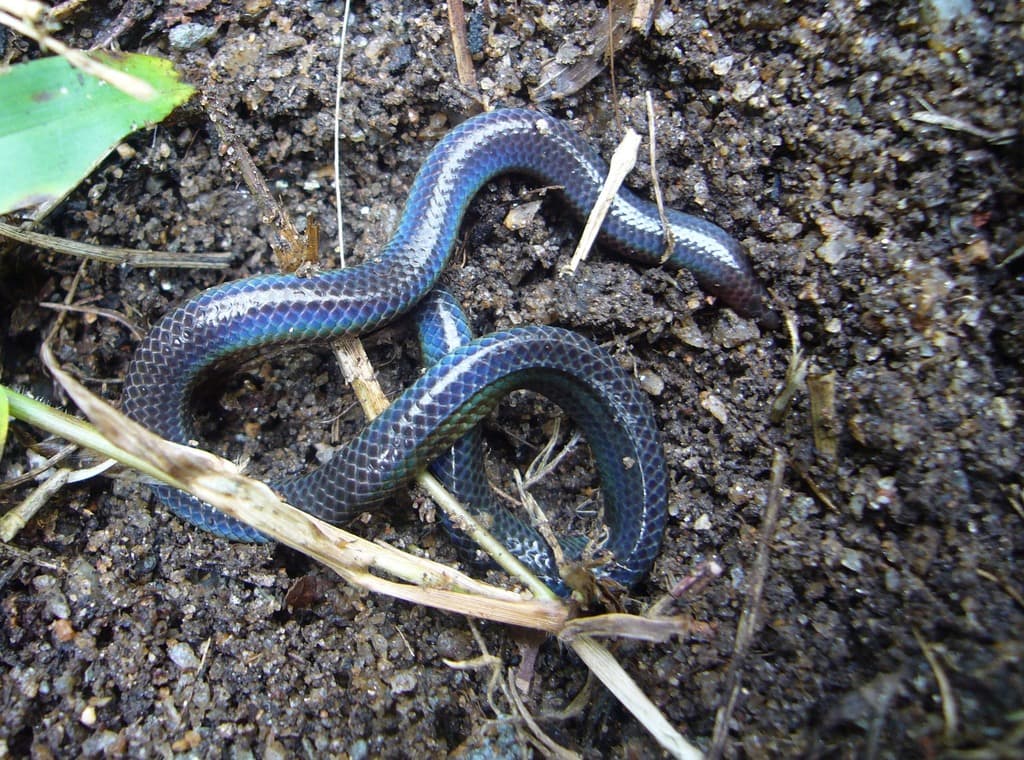 Cuvier's shieldtail photo 3
