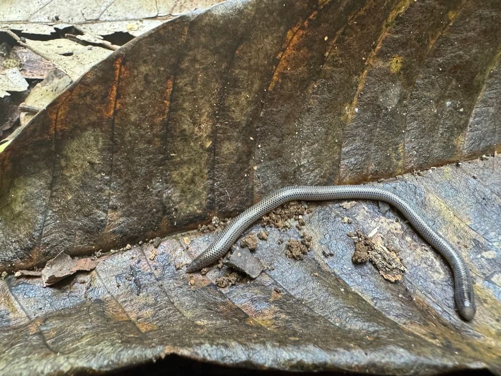 Cuvier's shieldtail photo 4