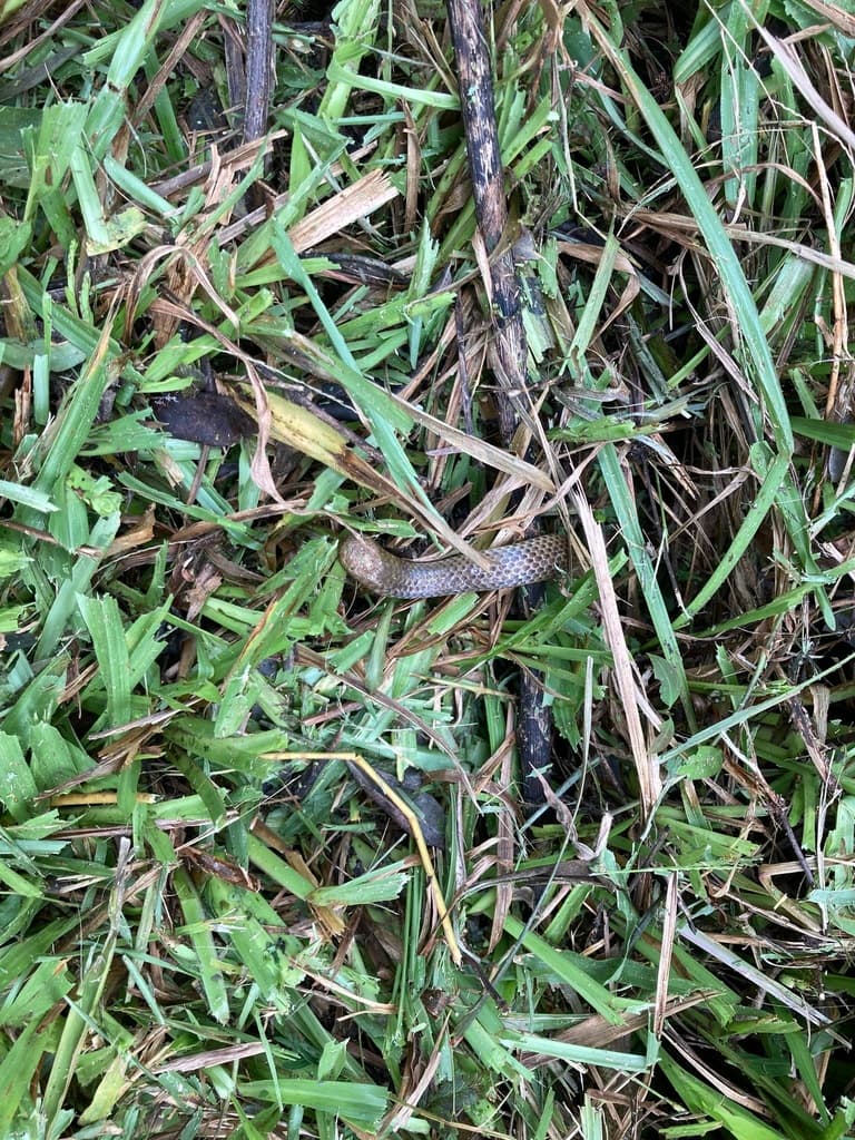 Large shieldtail photo 2