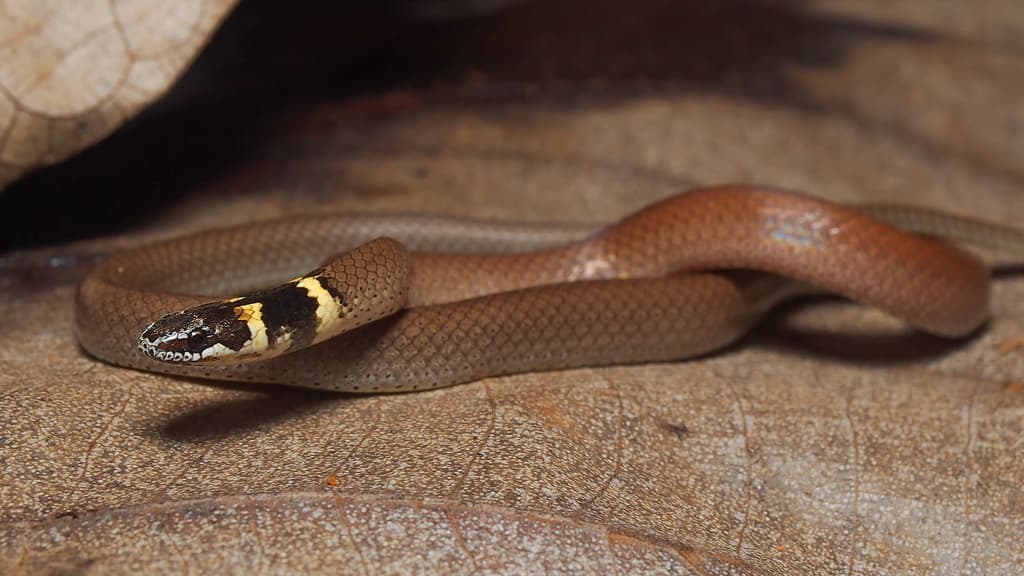 Spotted black-headed snake photo 2