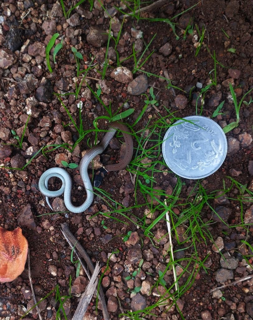 Spotted black-headed snake photo 3