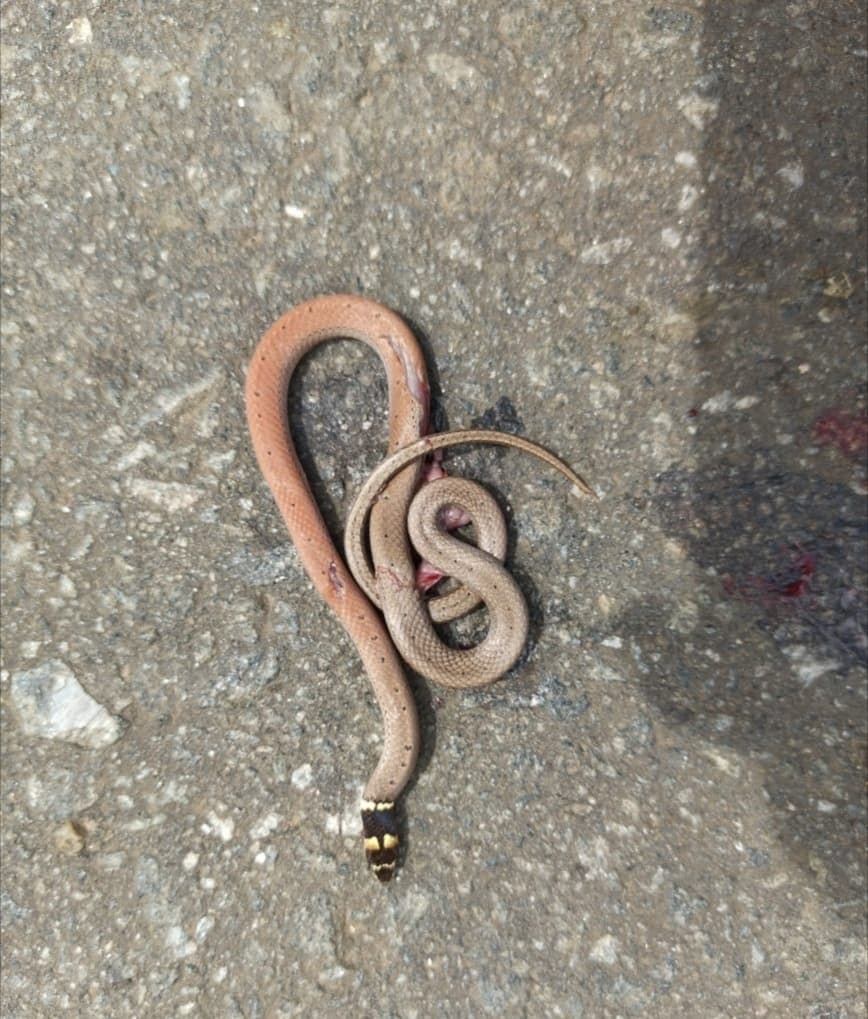 Spotted black-headed snake photo 4