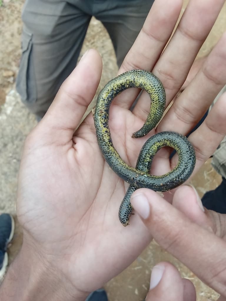 Gray's earth snake