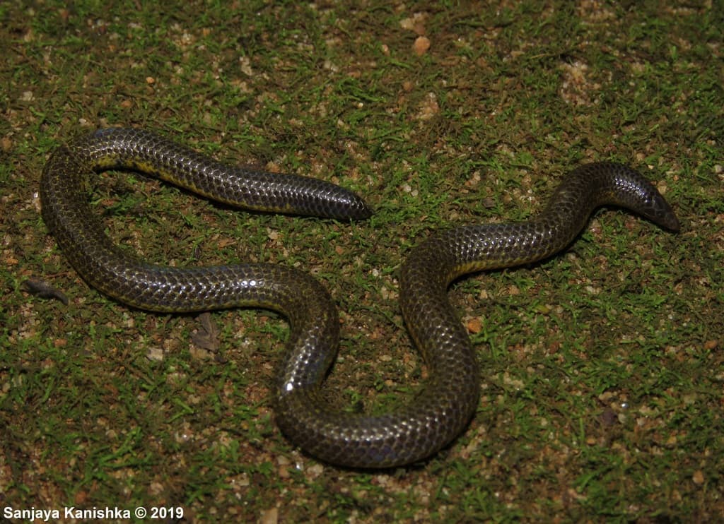 Gray's earth snake photo 2