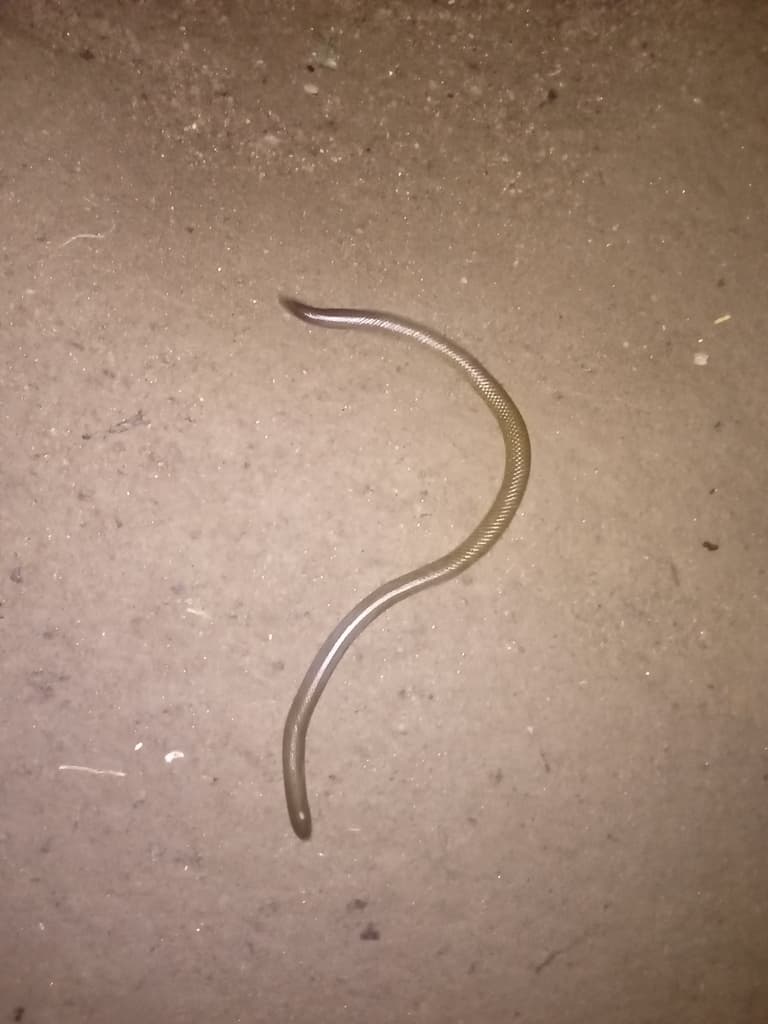 Gray's earth snake photo 3