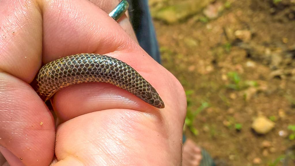 Gray's earth snake photo 4