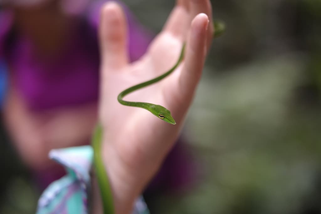 Green vine snake