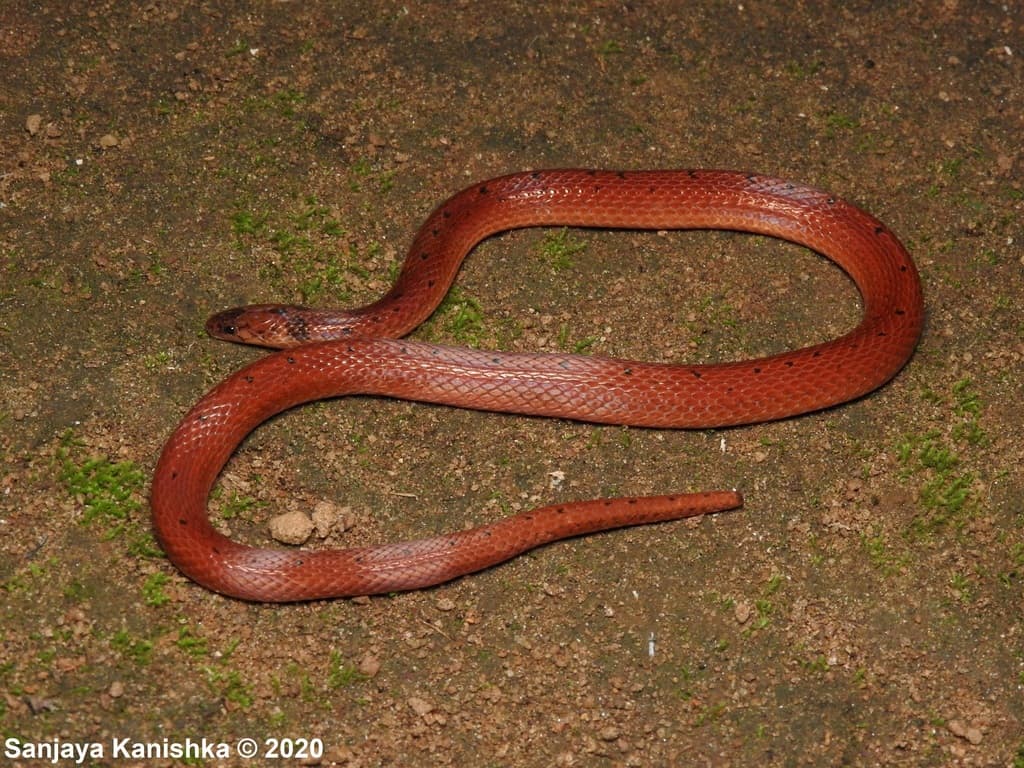 Boie's rough-sided snake