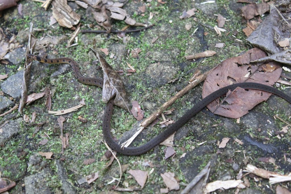 Black-spined snake