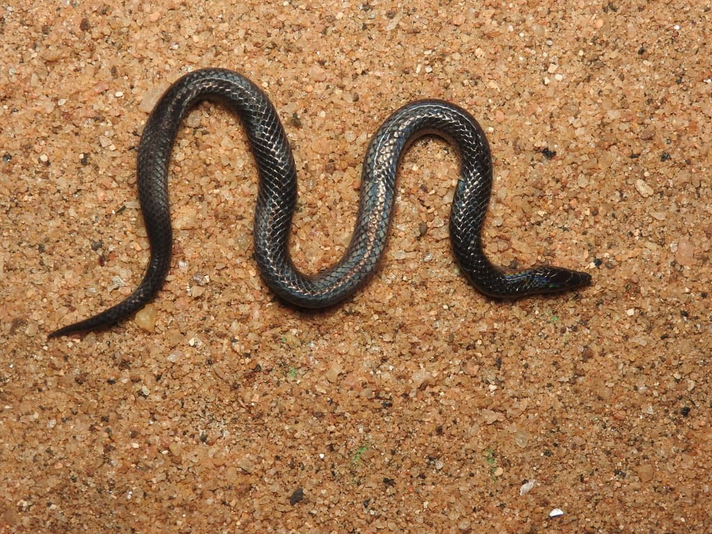 Drummond-Hay's rough-sided snake