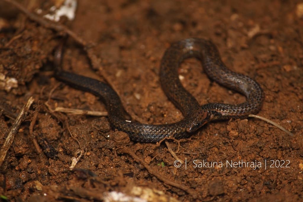 Common rough-sided snake