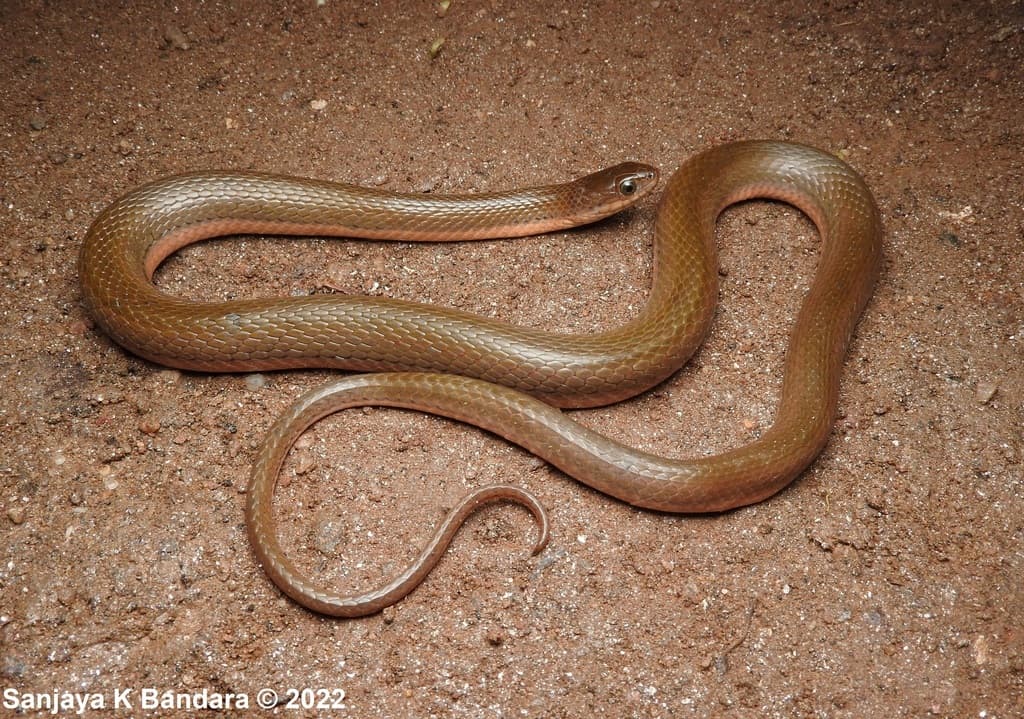 Olive keelback