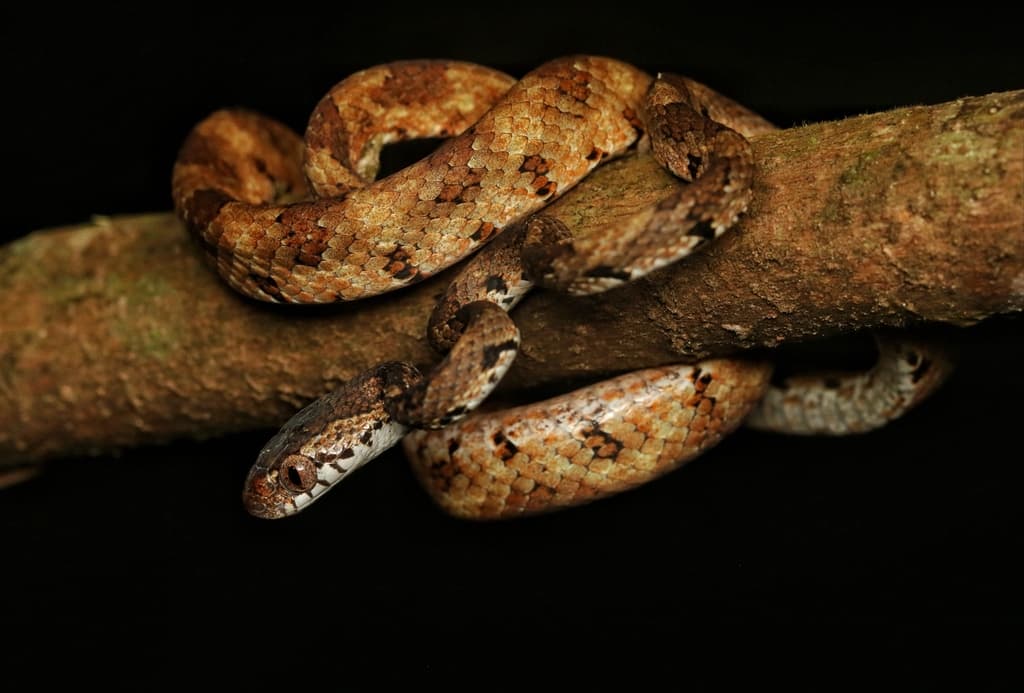 Barnes' cat snake