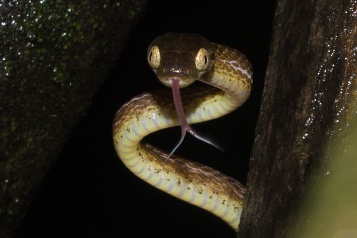 Beddome's cat snake