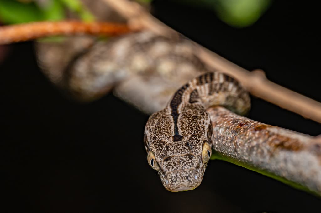 Forsten's cat snake