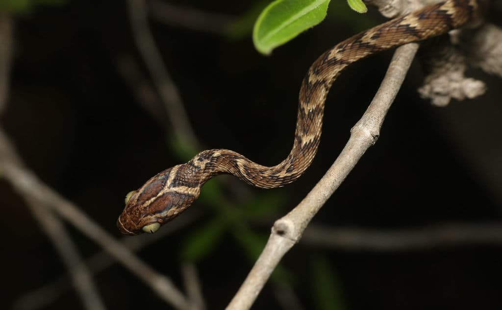 Common cat snake