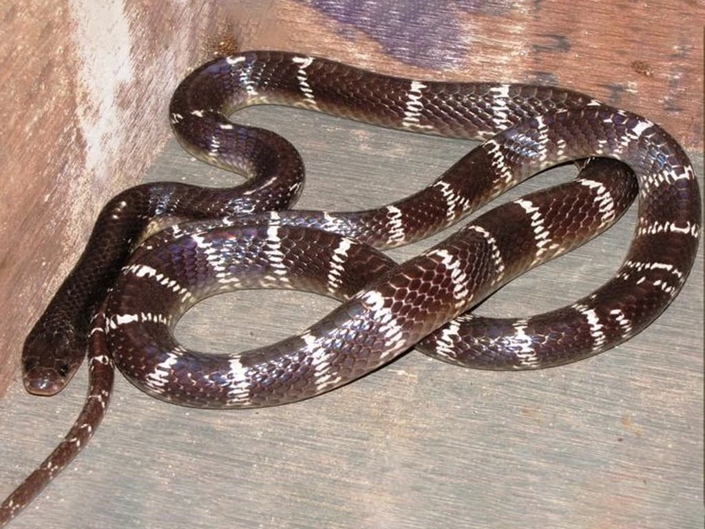 Common krait