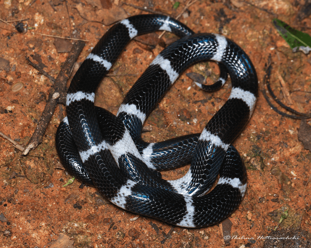 Sri Lanka krait