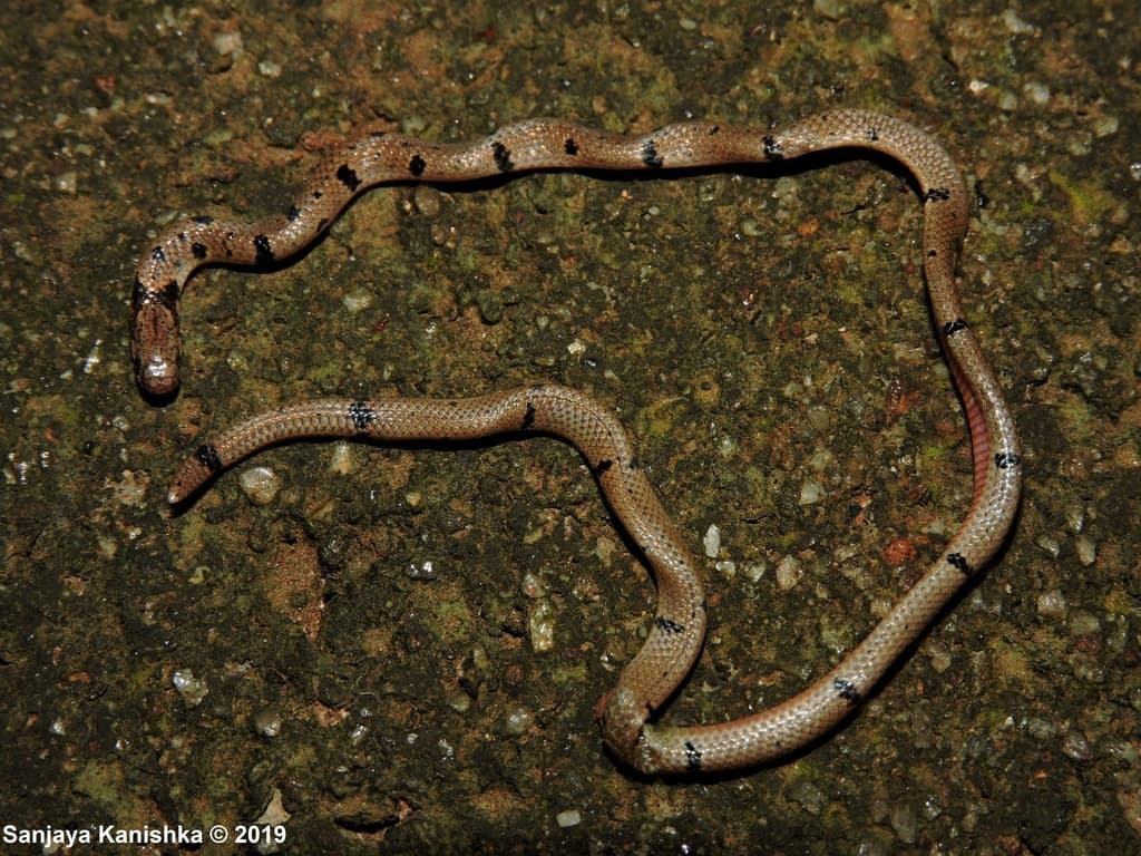 Blood-bellied coral snake