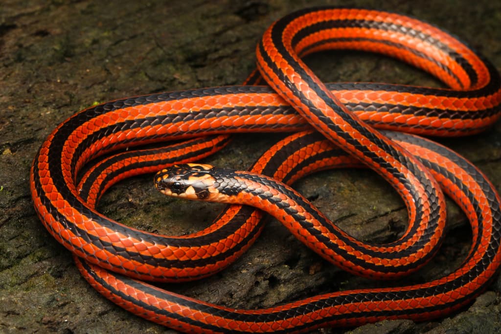Indian coral snake