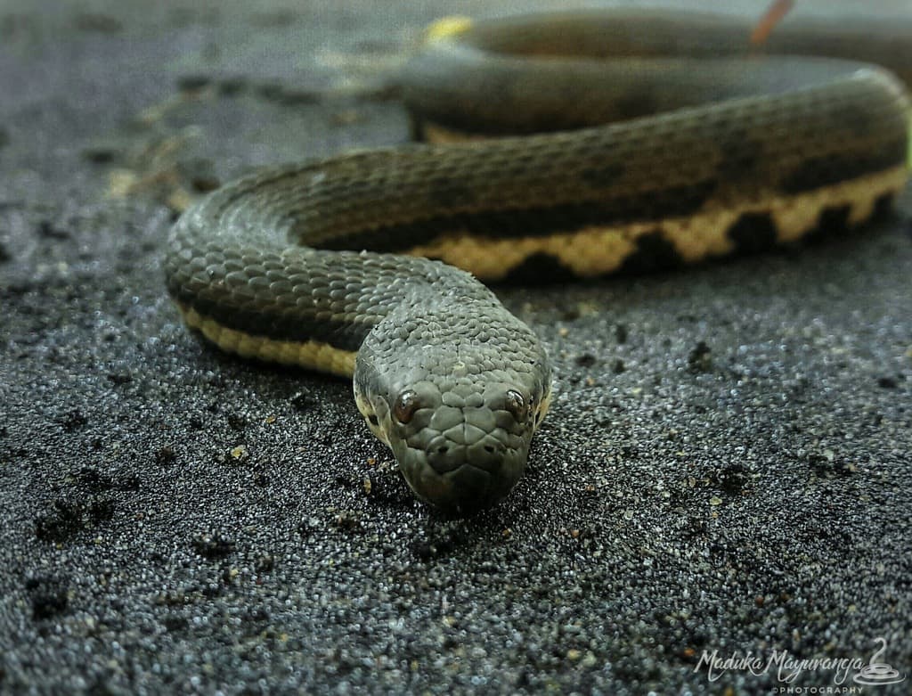 Dog-faced water snake