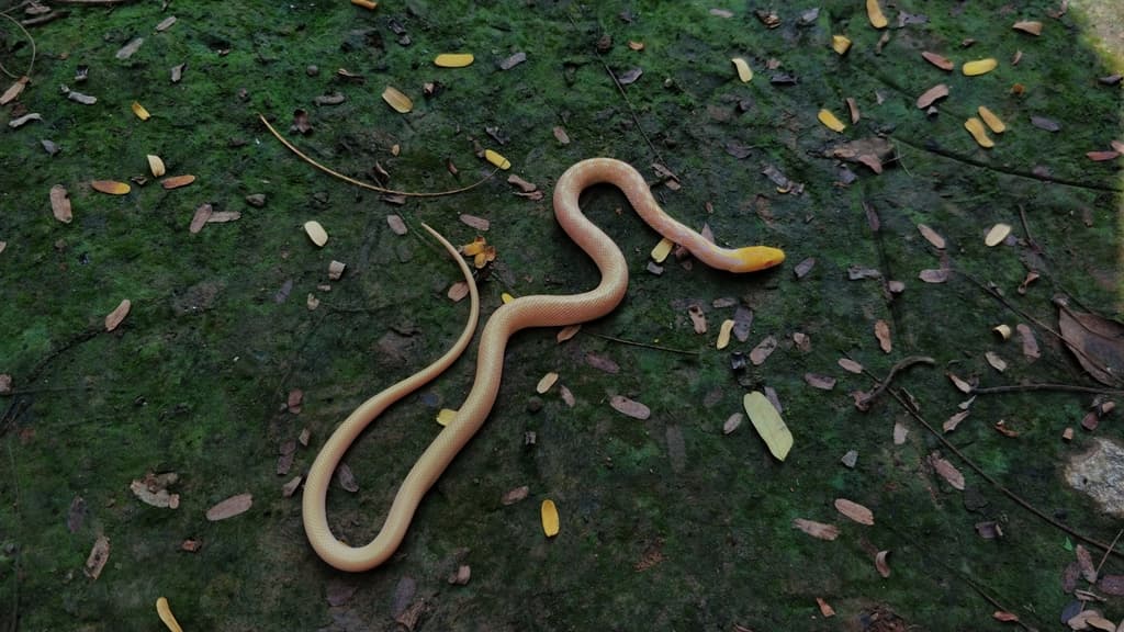 Trinket snake