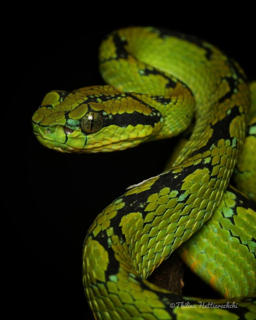 Sri Lanka green pit viper